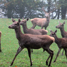 KOE_Wildpark Herbst 6_jpg-1380795227