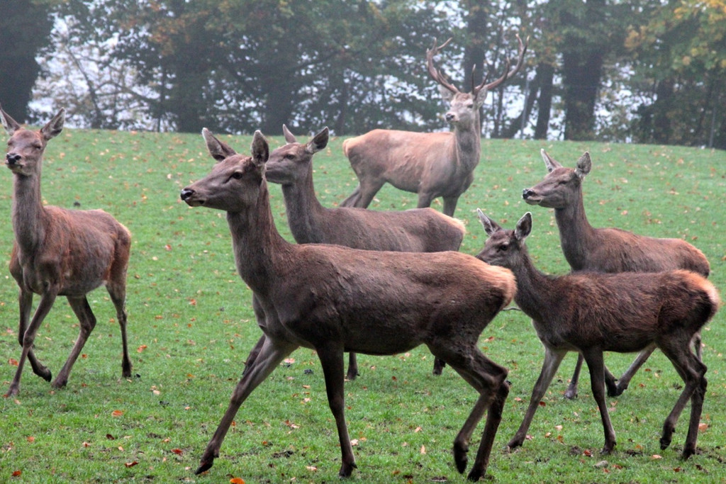 KOE_Wildpark Herbst 6_jpg-1380795227