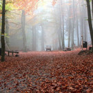 KOE_Wildpark Herbst 8_jpg-1380795244