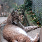 KOE_Wildpark Herbst 9_jpg-1380795249