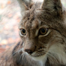 KOE_Wildpark Herbst 10_jpg-1380795254