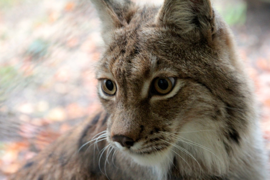 KOE_Wildpark Herbst 10_jpg-1380795254