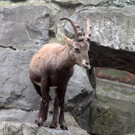 KOE_Wildpark Herbst 12_jpg-1380795268