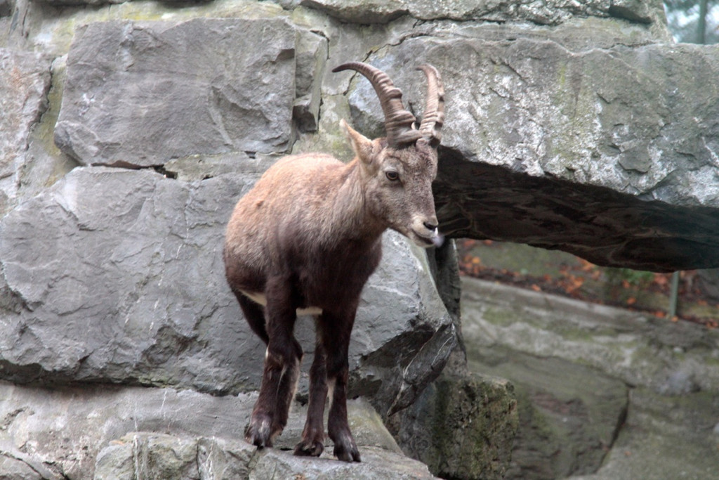 KOE_Wildpark Herbst 12_jpg-1380795268
