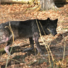 KOE_Wildpark Herbst 18_jpg-1380795322