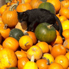 ABD0041-20131004.jpg
