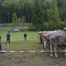 DSC_8222.jpg