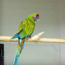 Vogelausstellung