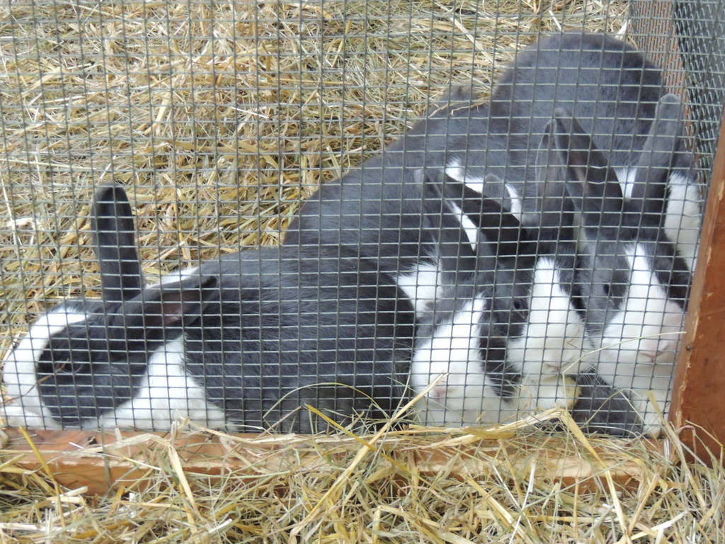 DSCN7731_JPG-1381100567