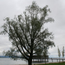 IMG_2776_JPG-1381243905