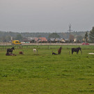 normal_08102013fmt_laermschutz_A1_groedig_mw-19.jpg