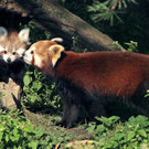 Nachwuchs bei den Roten Pandas im Zoo Salzburg