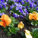 100_9916_jpg-1381357957