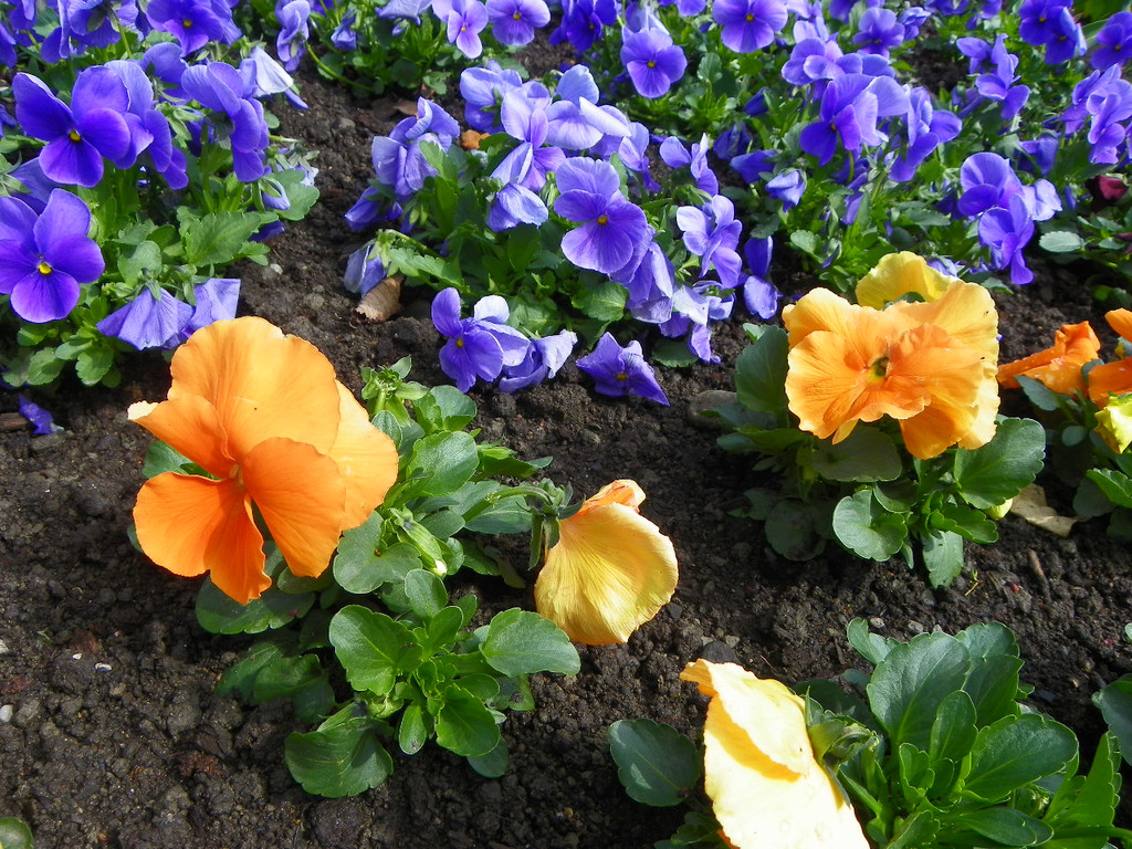 100_9916_jpg-1381357957