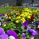 100_9919_jpg-1381357961