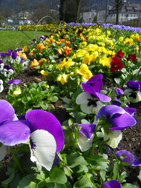 100_9919_jpg-1381357961