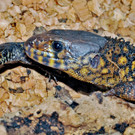ABD0041-20131009.jpg