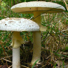 knollenbl__tterpilz_dpa.jpg