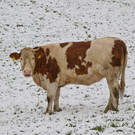 Schnee im Flachgau