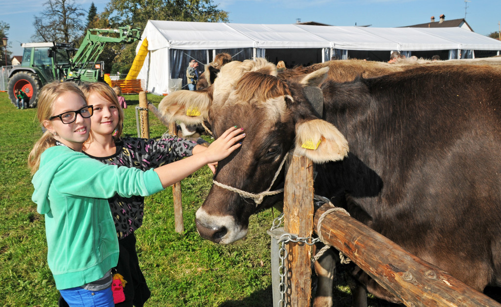 Viehausstellung H__chst 2_jpg-1381505615