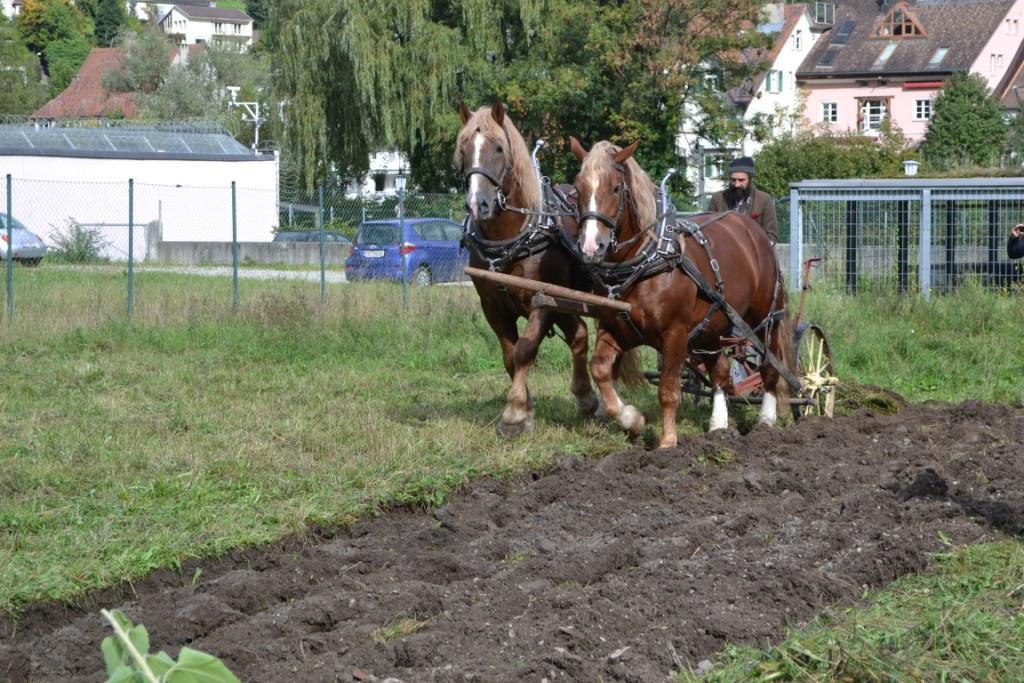 05 Fuhrhalter Hubert Kirchmair mit seinem Pferdegespann_JPG-1381599064