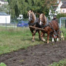 05 Fuhrhalter Hubert Kirchmair mit seinem Pferdegespann_JPG-1381599064