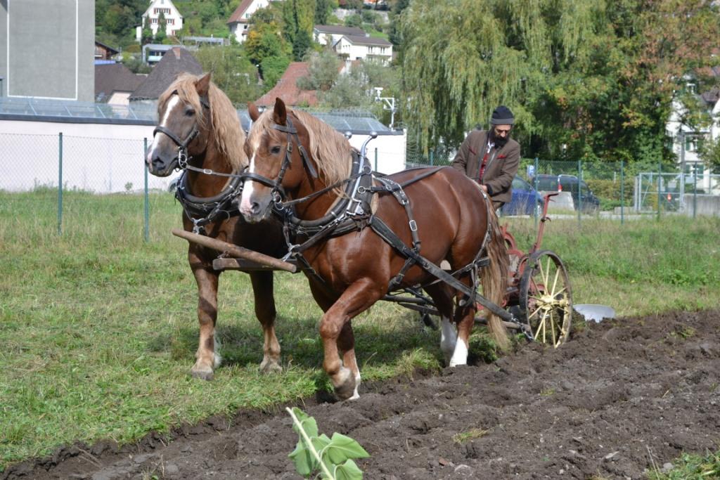 06 Fuhrhalter Hubert Kirchmair beim Bestellen des Ackers_JPG-1381599066
