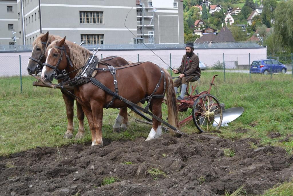 09 Fuhrhalter Hubert Kirchmair beim Umackern der Reichenfeld-Wiese_JPG-1381599071