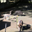 KOE_Wildpark 50 Jahr Jubilaeum 22_jpg-1381680088