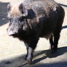 KOE_Wildpark 50 Jahr Jubilaeum 23_jpg-1381680094