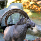 KOE_Wildpark 50 Jahr Jubilaeum 25_jpg-1381680107