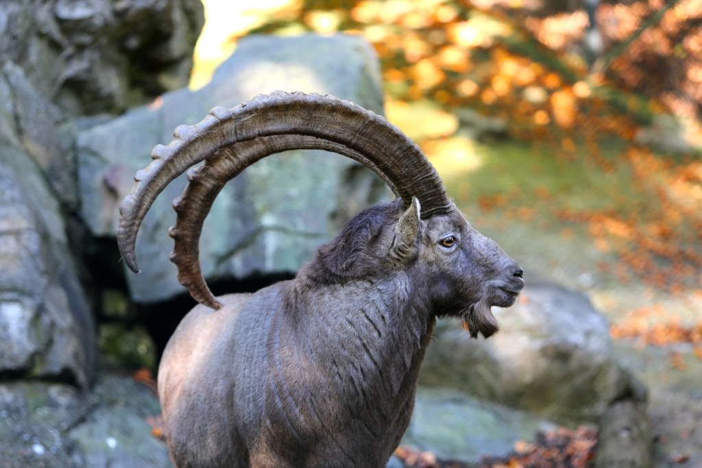 KOE_Wildpark 50 Jahr Jubilaeum 25_jpg-1381680107