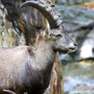 KOE_Wildpark 50 Jahr Jubilaeum 26_jpg-1381680113