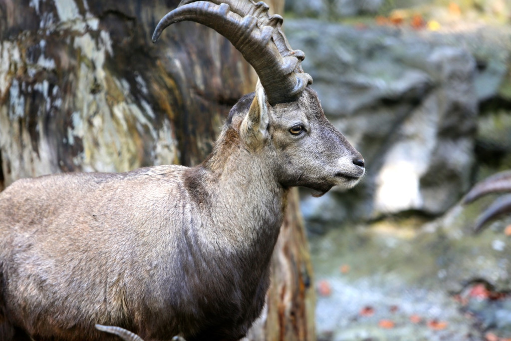 KOE_Wildpark 50 Jahr Jubilaeum 26_jpg-1381680113