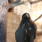 KOE_Wildpark 50 Jahr Jubilaeum 32_jpg-1381680160