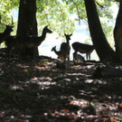 KOE_Wildpark 50 Jahr Jubilaeum 33_jpg-1381680167