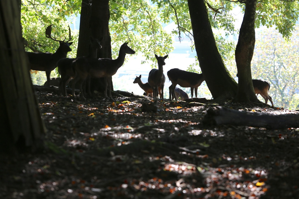 KOE_Wildpark 50 Jahr Jubilaeum 33_jpg-1381680167
