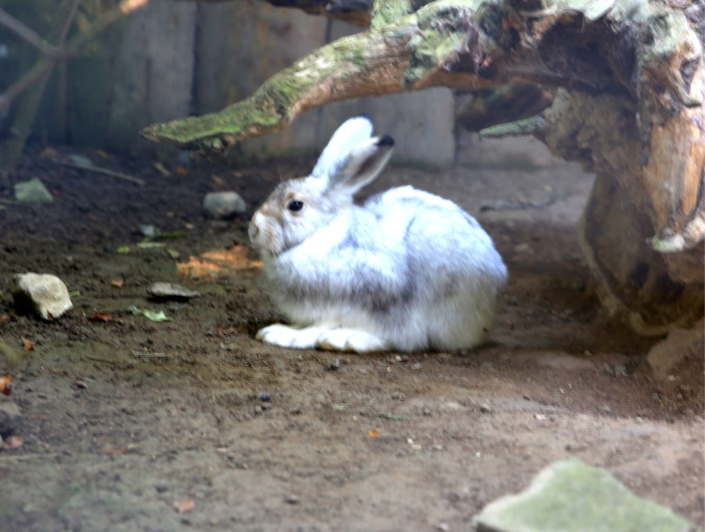 KOE_Wildpark 50 Jahr Jubilaeum 35_jpg-1381680178