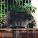 KOE_Wildpark 50 Jahr Jubilaeum 36_jpg-1381680185