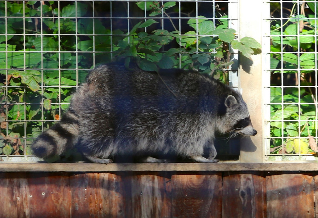 KOE_Wildpark 50 Jahr Jubilaeum 36_jpg-1381680185