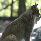 KOE_Wildpark 50 Jahr Jubilaeum 41_jpg-1381680210