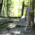 KOE_Wildpark 50 Jahr Jubilaeum 42_jpg-1381680216