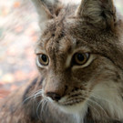 KOE_Wildpark 50 Jahr Jubilaeum 43_jpg-1381680220