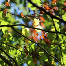 KOE_Wildpark 50 Jahr Jubilaeum 45_jpg-1381680232