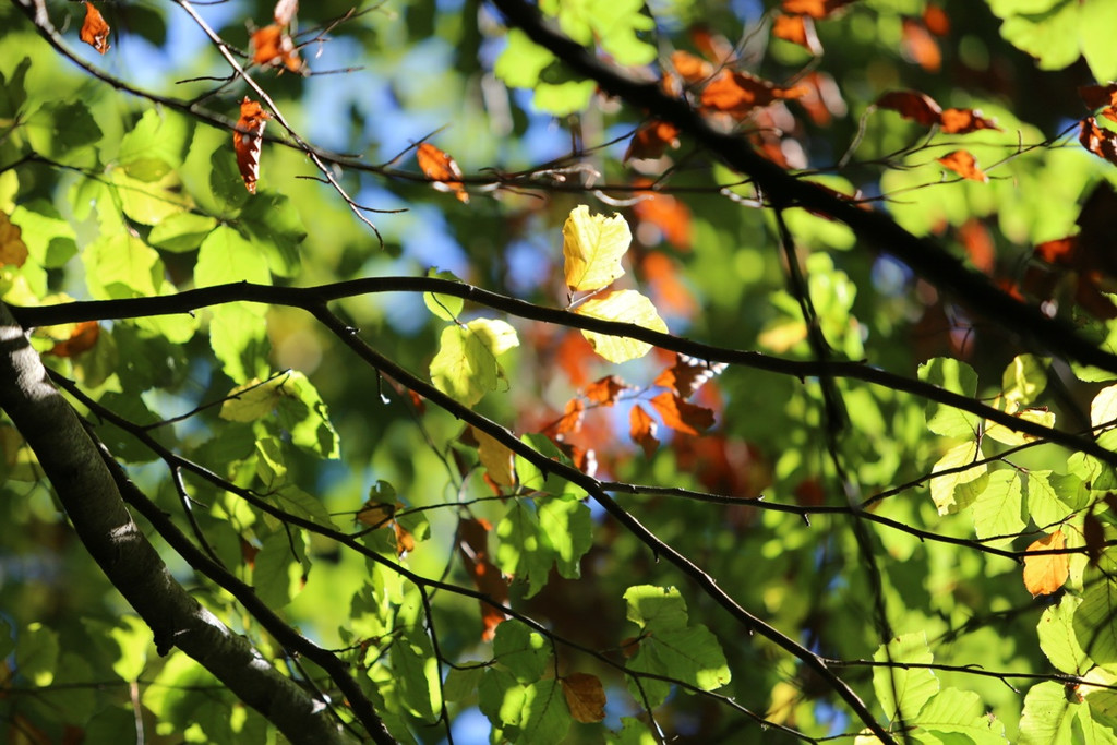KOE_Wildpark 50 Jahr Jubilaeum 45_jpg-1381680232