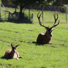 KOE_Wildpark 50 Jahr Jubilaeum 49_jpg-1381680263