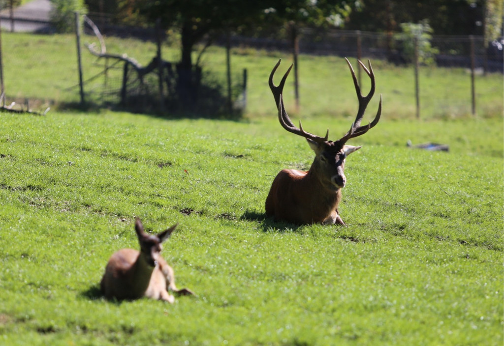 KOE_Wildpark 50 Jahr Jubilaeum 49_jpg-1381680263