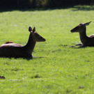 KOE_Wildpark 50 Jahr Jubilaeum 50_jpg-1381680268