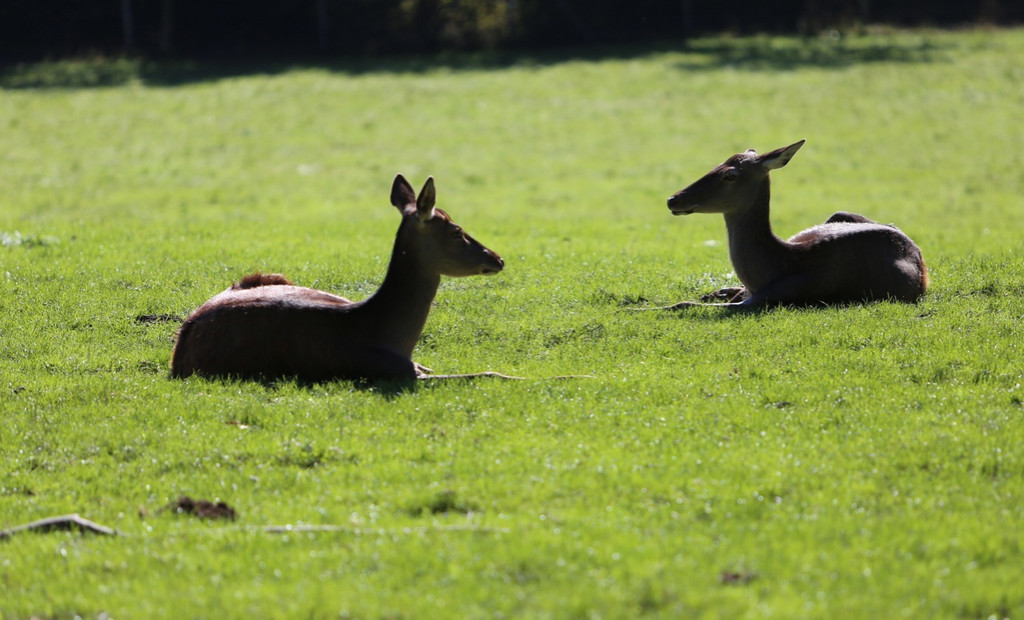 KOE_Wildpark 50 Jahr Jubilaeum 50_jpg-1381680268
