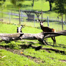 KOE_Wildpark 50 Jahr Jubilaeum 51_jpg-1381680276